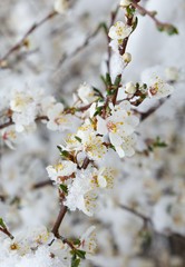 Flowers of the cherry blossoms on a spring day.savsat/artvin
