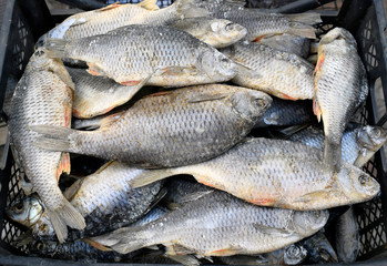 Dried salted rudd is neatly folded in a drawer. The fish is completely salted with the head and viscera.