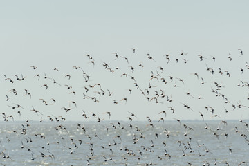 Flock of birds, sandpiper
