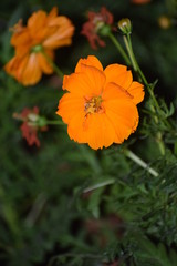 orange flower in the garden