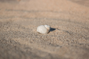 Shell on the sand on the beach with the sunlight