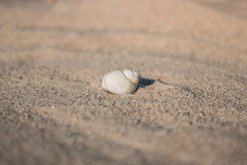 Fototapeta na wymiar Shell on the sand on the beach with the sunlight