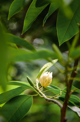 Champak flower on tree