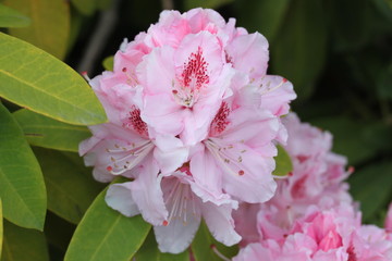 Une grappe de fleurs de rhododendron rose et rouge; A cluster of pink and red rhododendron flowers