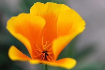 Une fleur d'Eschcholtzia qui nous révèle le coeur de ses étamines remplies de pollen pour les abeilles et bourdons. An Eschcholtzia flower that reveals the heart of its pollen-filled stamens for bees 