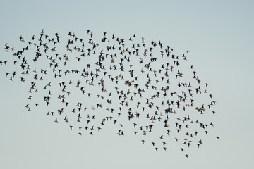 Flock of birds, sandpiper