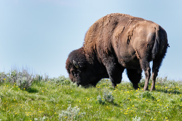 Male bison grazing in Yellowstone National Park, Wyoming