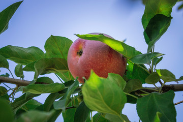 red apple on the tree in the garden in summer