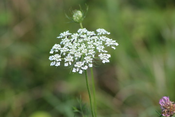wild flowers in the forest