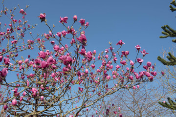 Spring Flowering Magnolia Tree (Magnolia Ian's Red) with a Bright Blue Sky Background in Rural Devon, England, UK