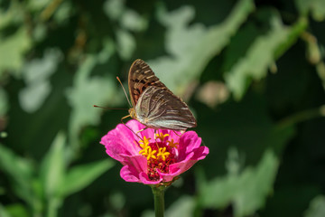 red flower with brown butterfly on it