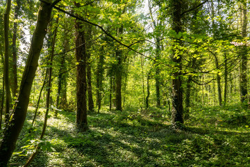 Fototapeta premium spring forest