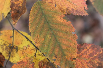 autumn leaves on a tree