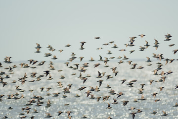 Flock of birds, sandpiper