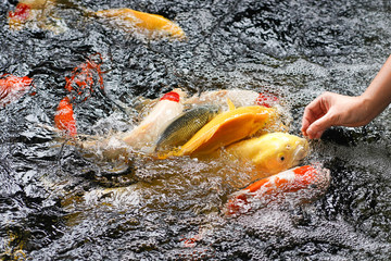 Hand feeding food a Japanese koi carp in pond.Enjoying with a fish in clear freshwater and smooth wave.Relaxing with stay at home in a while Corona Virus (Covid-19).Stay safe,Working from home.