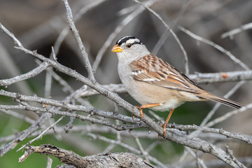 Male White-crowned Sparrow Perched on a Branch