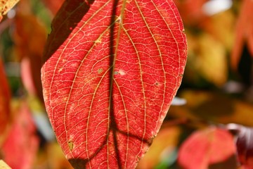 red autumn leaves