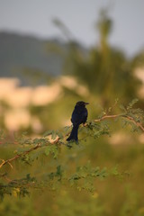 black bird on a tree