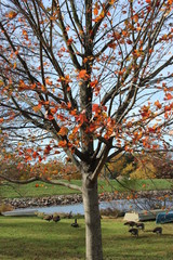autumn tree in the park