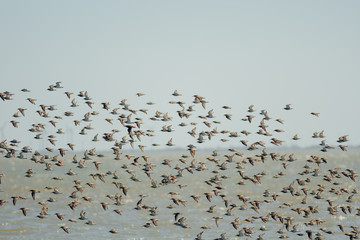 Flock of birds, sandpiper