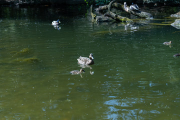 Enten mit Küken im Wasser