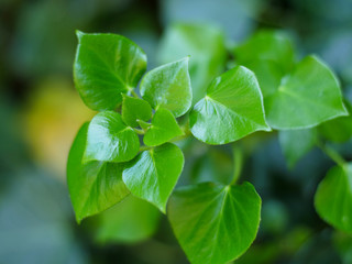 Fototapeta na wymiar Ivy-New-Leaves