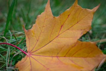 Big  yellow maple leaf  on the green grass in autumn 