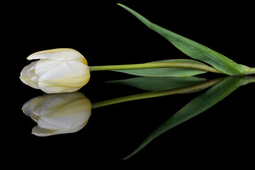 Delicate white tulip bud with reflection in glass on a contrasting black background