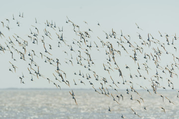 Flock of birds, sandpiper