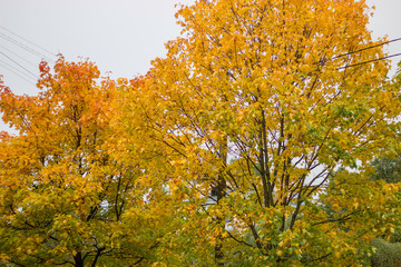 Big red and yellow maple leaves  on the tree in autumn 
