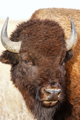 Portrait of a male bison, Grand Teton National Park, Wyoming