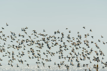 Flock of birds, sandpiper