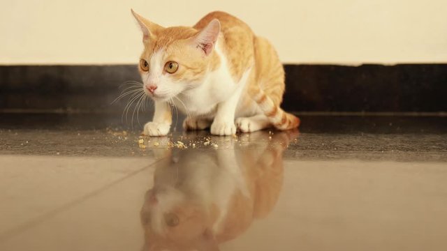 red and white cat eats from a floor of rusk food