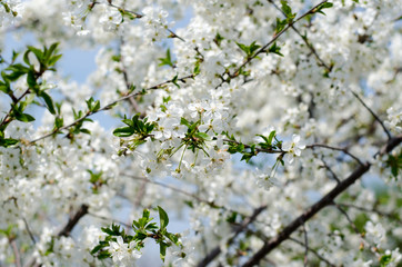 Cherry blossoms. White cherry flowers close-up. Branches of fruit tree in bloom.