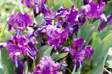 Iris bush. Bouquet of purple irises. Purple flowers with water droplets. The sun shines on the flowers.