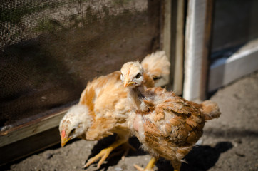 Live chickens at the poultry farm. Little chicks of a chicken.