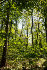 Fototapeta premium spring forest