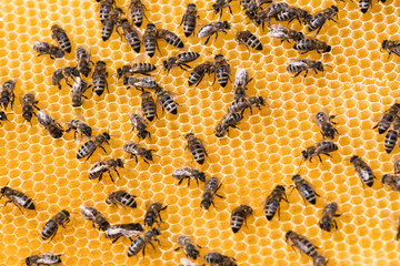 The bee hive is shot close-up in the summer on an apiary, countryside.