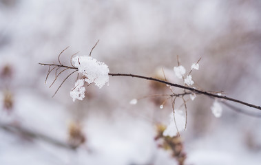Melting snow on a thin twig. White, cold snow. Winter