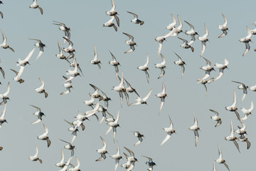 Flock of birds, sandpiper