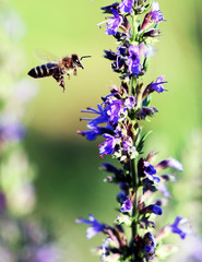 a bee in flight