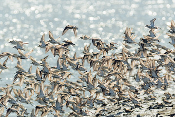 Flock of birds, sandpiper