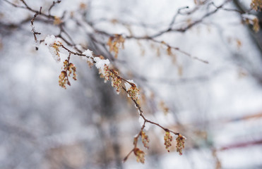 Cold, snowy spring in Europe. Snow on the branches of bushes in the countryside.