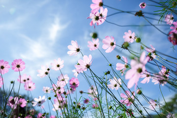Nature of cosmos flower in garden using as cover page background natural flora wallpaper or...