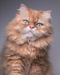 Fototapeta premium A cat that is looking at the camera