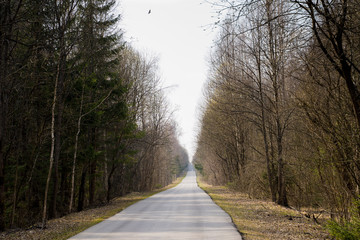 Obraz premium Long gray asphalt road stretching in forest.No cars,people around.Trip in own car to wild nature alone,with family,friends.Self-isolation,departure,escape from city.Quarantine covid-19 coronavirus