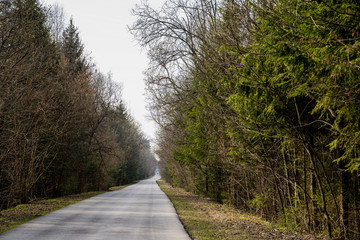 Long gray asphalt road stretching in forest.No cars,people around.Trip in own car to wild nature alone,with family,friends.Self-isolation,departure,escape from city.Quarantine covid-19 coronavirus