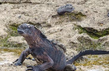 galapagos Marine iguana -Amblyrhynchus cristatus - Ecuador