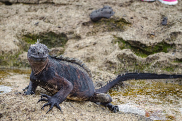 iguana on the rocks - galapagos Marine iguana -Amblyrhynchus cristatus - Ecuador 