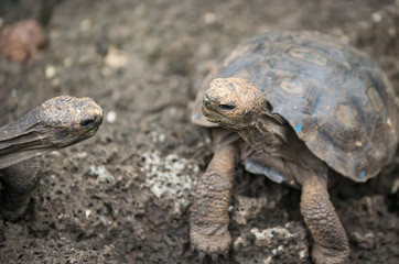 turtle on the rock talking